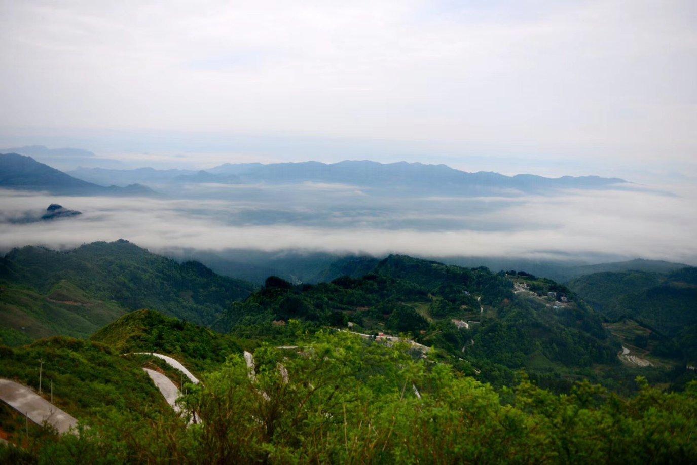 动物帮帮忙保卫家园